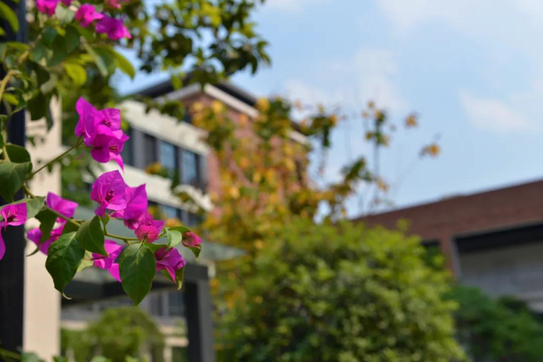 颜值冲锋，实力断后！一大批新学校曝光，太“刷脸”了