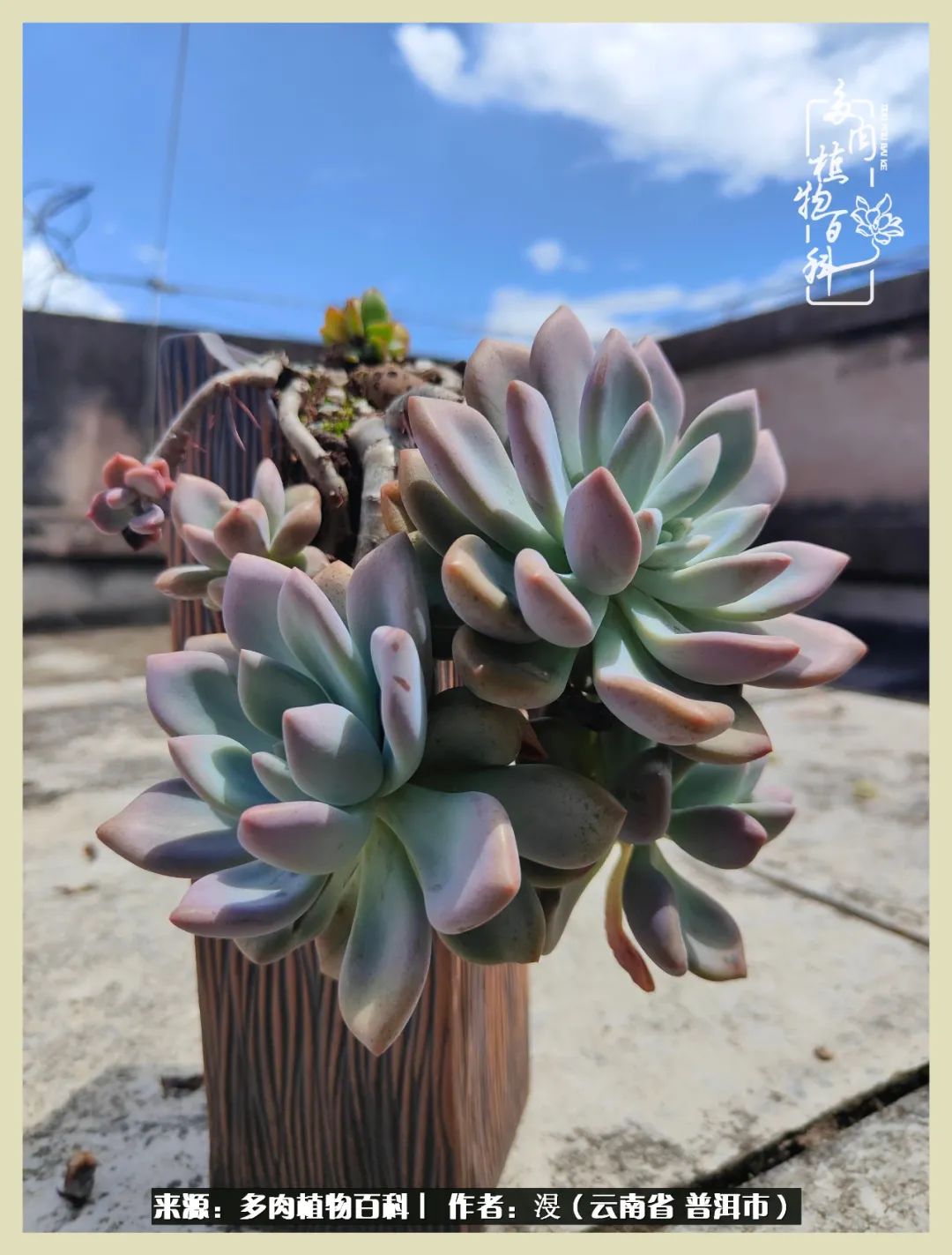 深情不及久伴,厚爱无需多言,择一“爱”,护一生