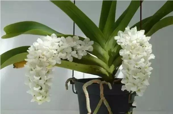 极品中的精品兰花,带你回忆天价兰花蕙兰篇