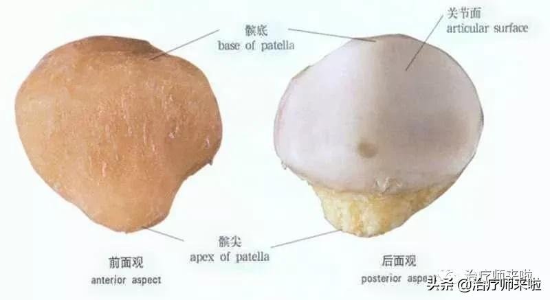 髌骨习惯性脱位手术多少钱,髌骨习惯性脱位韧带重建术