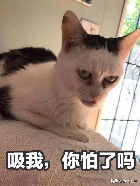 长得很潦草的一只猫,一只猫能有多潦草