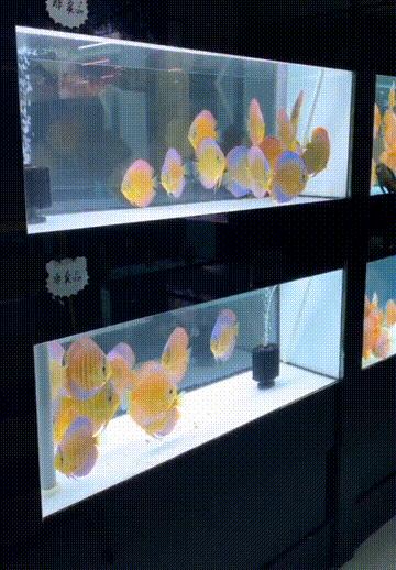 养七彩要准备什么,七彩可以单养吗