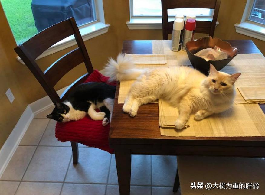 两只猫被收养后的幸福生活,两只流浪猫被收养后的幸福生活