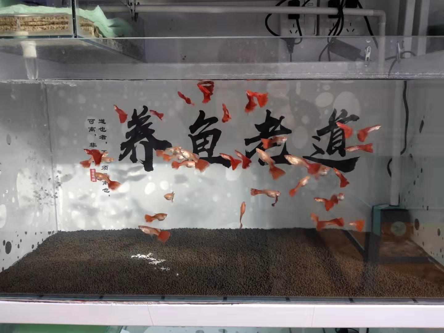 孔雀鱼突然没动静了什么原因,孔雀鱼怎么判断病好了没