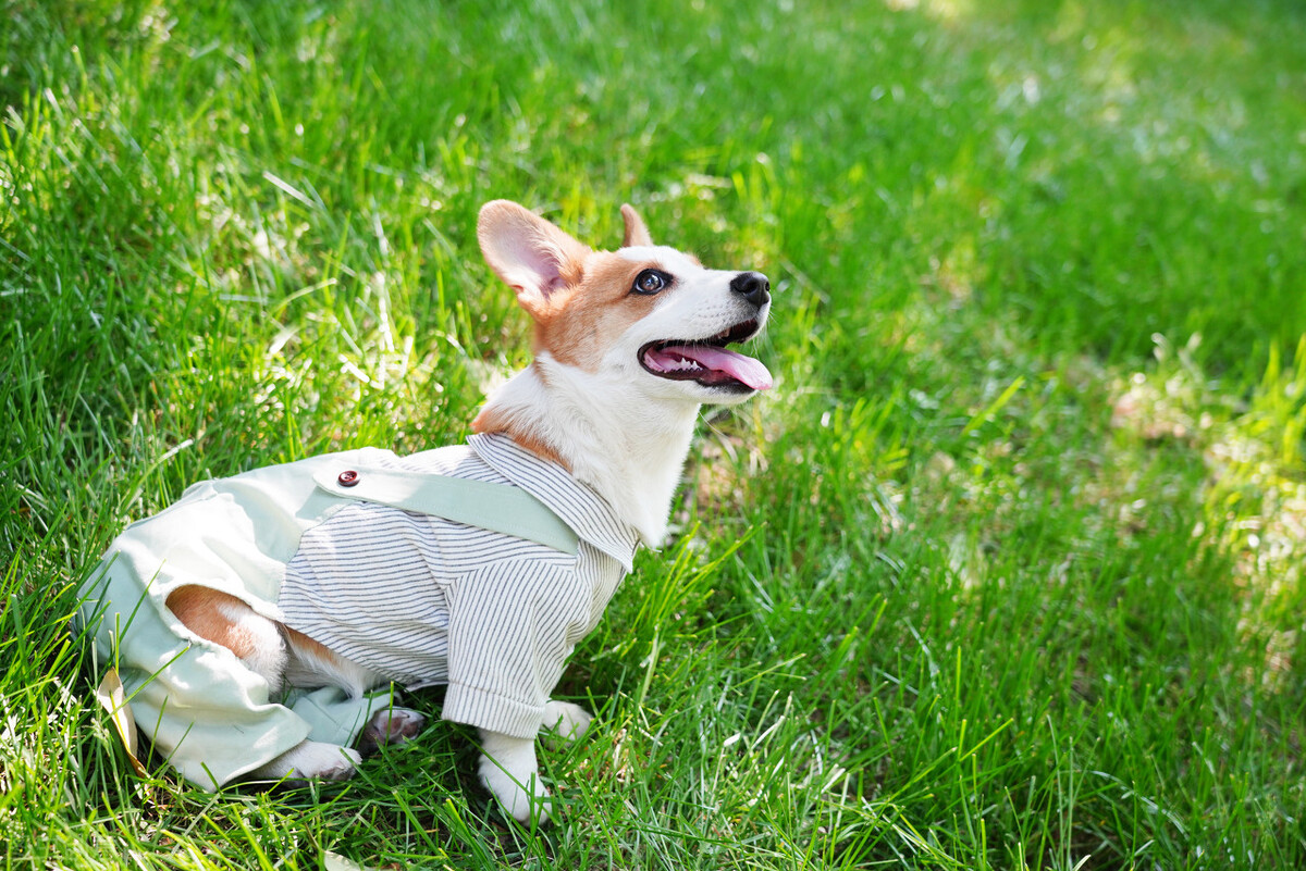 为什么柯基爱咬自己的小狗,柯基喜欢咬主人手和脚