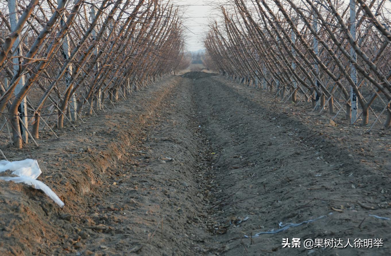 桃树流胶半死不活的打什么药,治桃树流胶最好的土办法