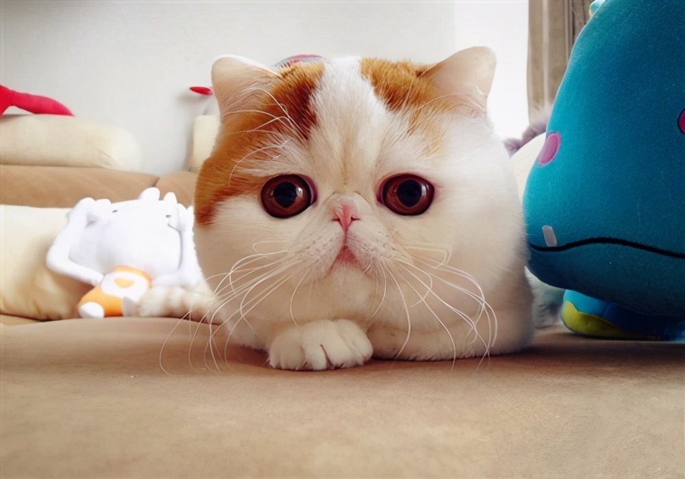 猫得了急性肠胃炎能活几天，能治好吗？