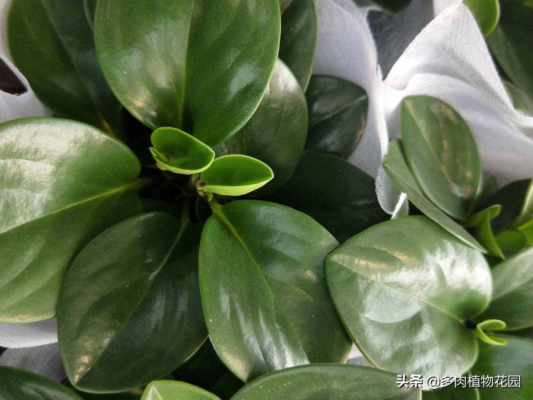 碧玉兰的叶子怎么养,碧玉为什么叫电脑宝贝