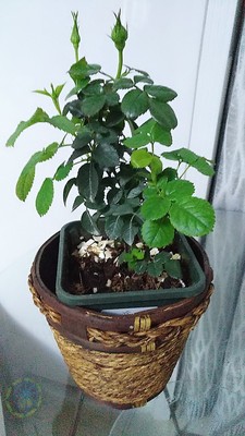 月季花栽培管理、病虫害、养护修剪关键技术