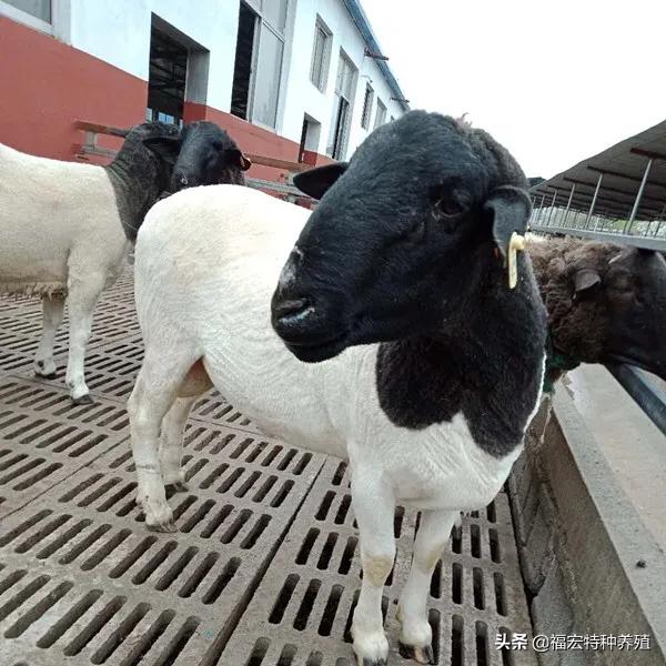 杜泊绵羊和小尾寒羊杂交品种,小尾寒羊和杜泊羊杂交生产性能