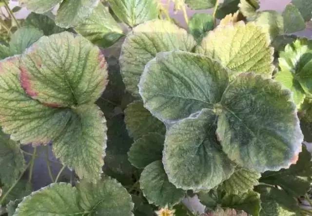 草莓红蜘蛛叶螨,叶片虫害识别与防治