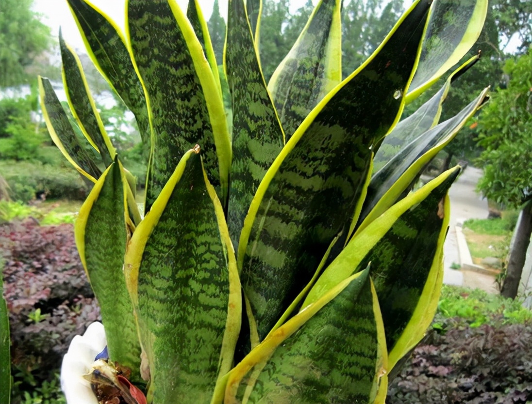 房屋装修买什么盆栽好养,新房装修养什么植物