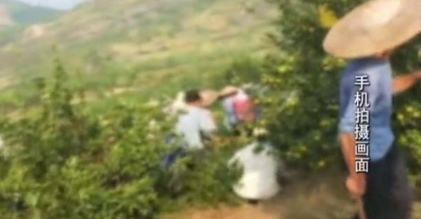 果树被别人砍一棵赔偿案例,广西大量果树被砍