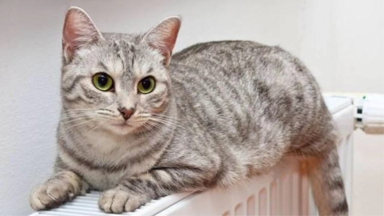 猫咪咬人如何纠正,自家的猫咪为什么这么喜欢咬人