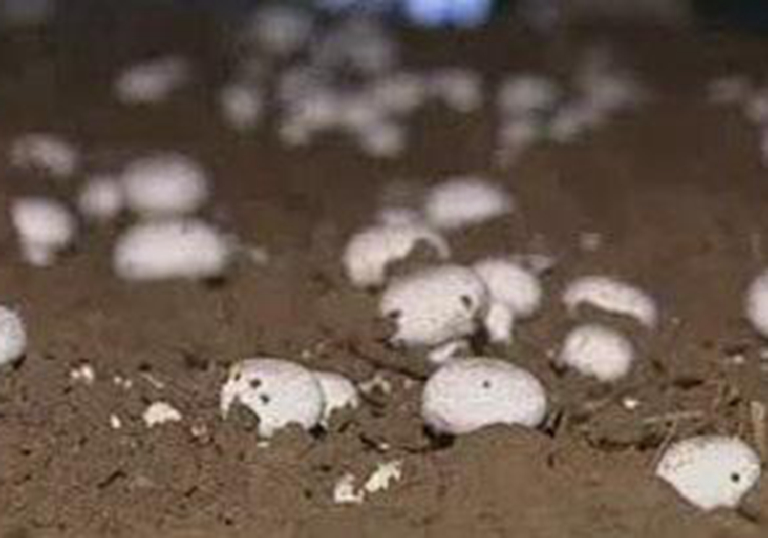 双孢菇怎么栽培种植,双孢菇种植需要什么条件