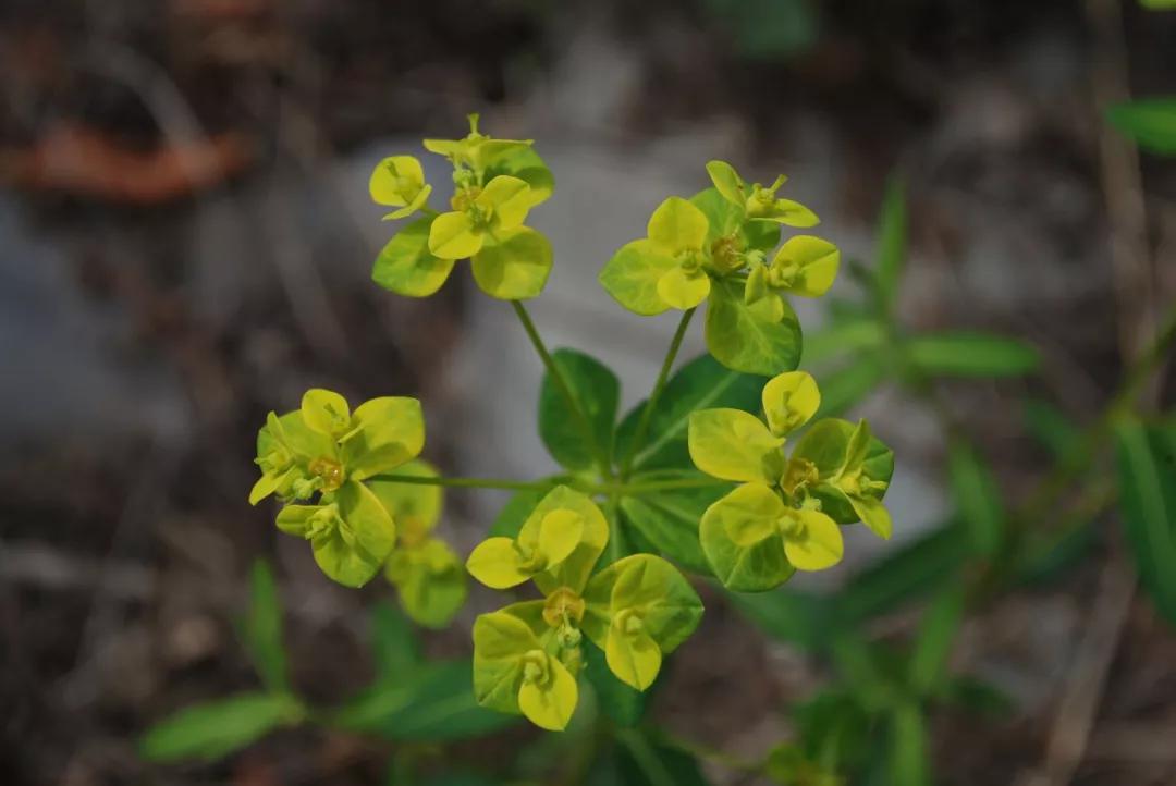冬天常见中药植物图片及功效,花期长的草本植物图片