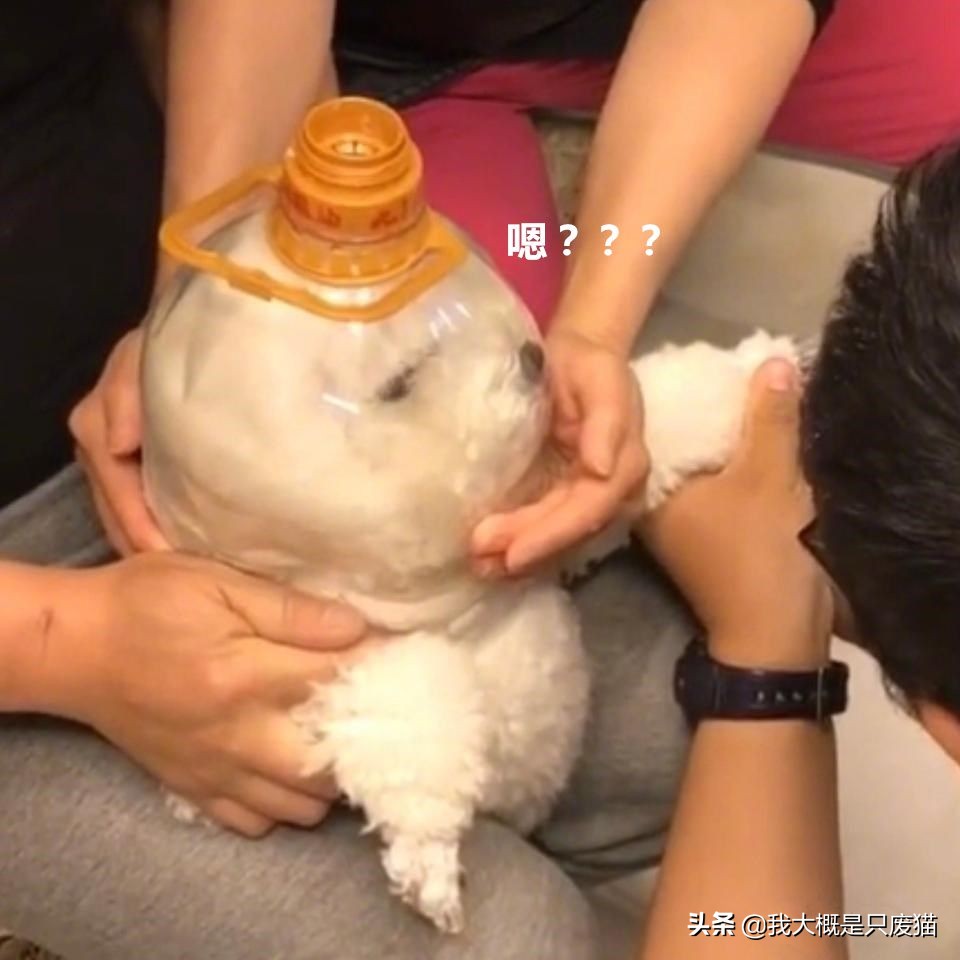 狗指甲该怎么剪才正确,狗指甲不好剪