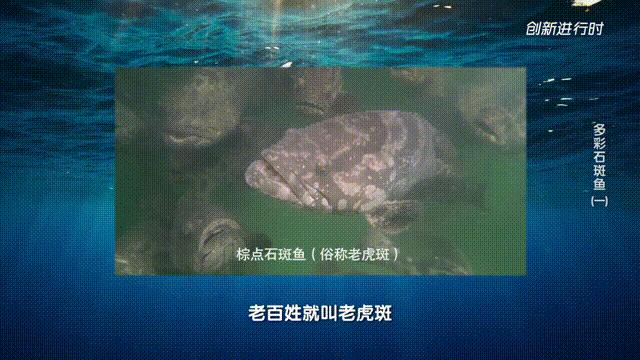 一条石斑鱼,一条石斑鱼一碗白饭