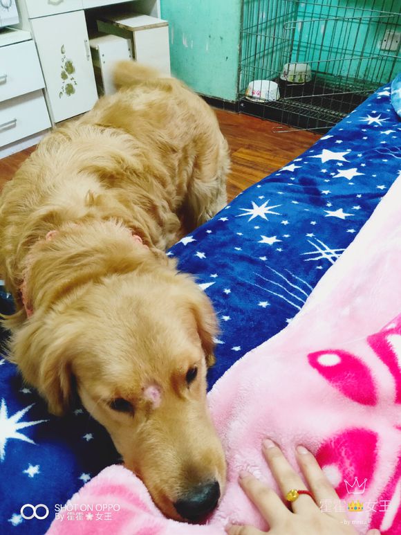 金毛被女主人说长得越来越丑,女孩吐槽猫咪长得丑被反扑