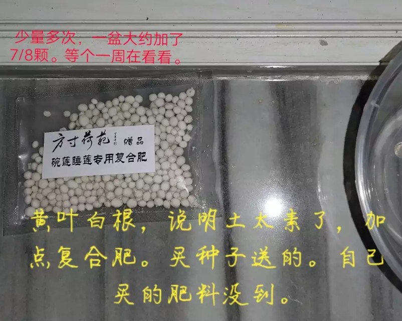 用种子栽培碗莲成长日记,碗莲与鱼在缸中栽培方法