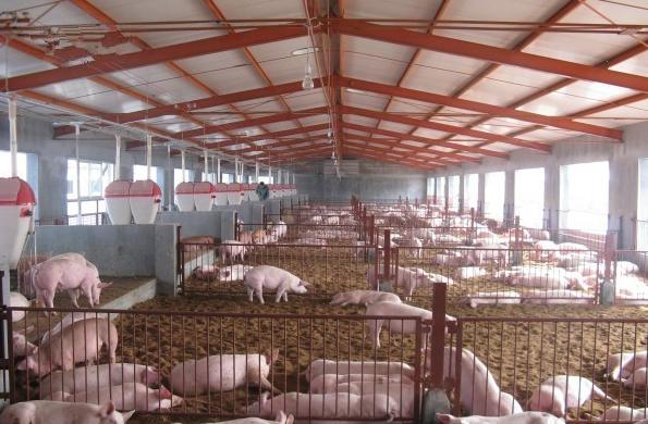 猪睡觉地方太热中暑怎么办,猪轻微中暑了怎么解决