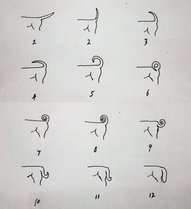 带你认识中华田园犬之五红犬,常见的中华田园犬有哪些