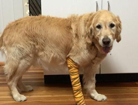 紫心勋章导盲犬,导盲犬没有勋章的视频