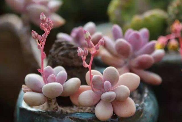 多肉叶片冬天起白粉怎么办,多肉植物煤烟病怎么治疗图片