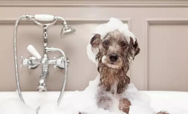 家里的狗狗出现脱毛问题怎么办？