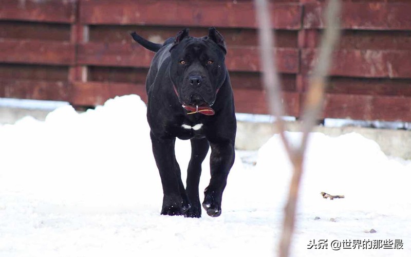 可以轻松击败大型猛兽的猛犬,能打过猛兽的猛犬