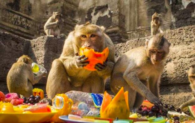 印度猴子泛滥成灾怎么处理,印度猴子泛滥成灾