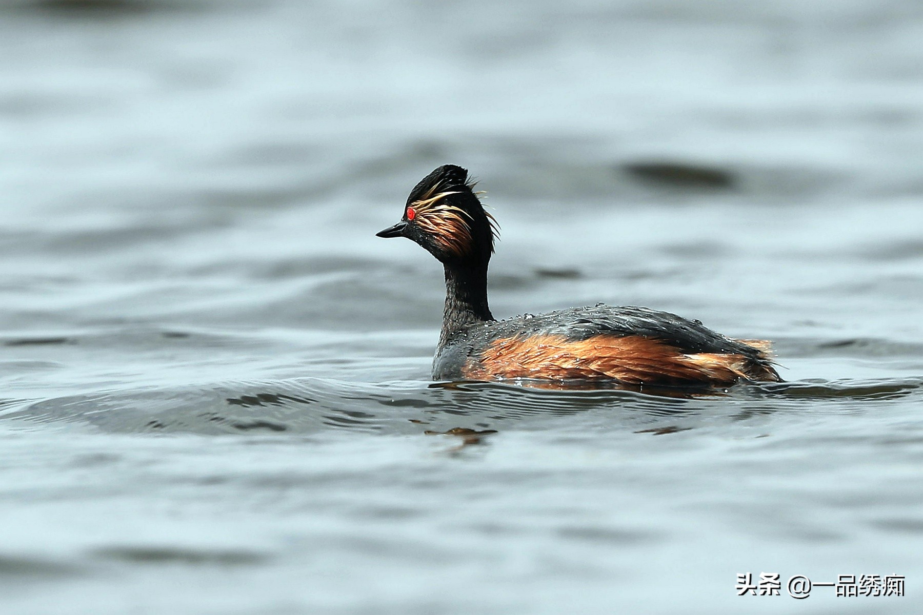 鸟类名字生僻字,带有鸟字的生僻字