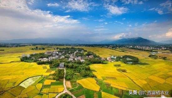 广西贵港富硒大米,富硒大米产地广西