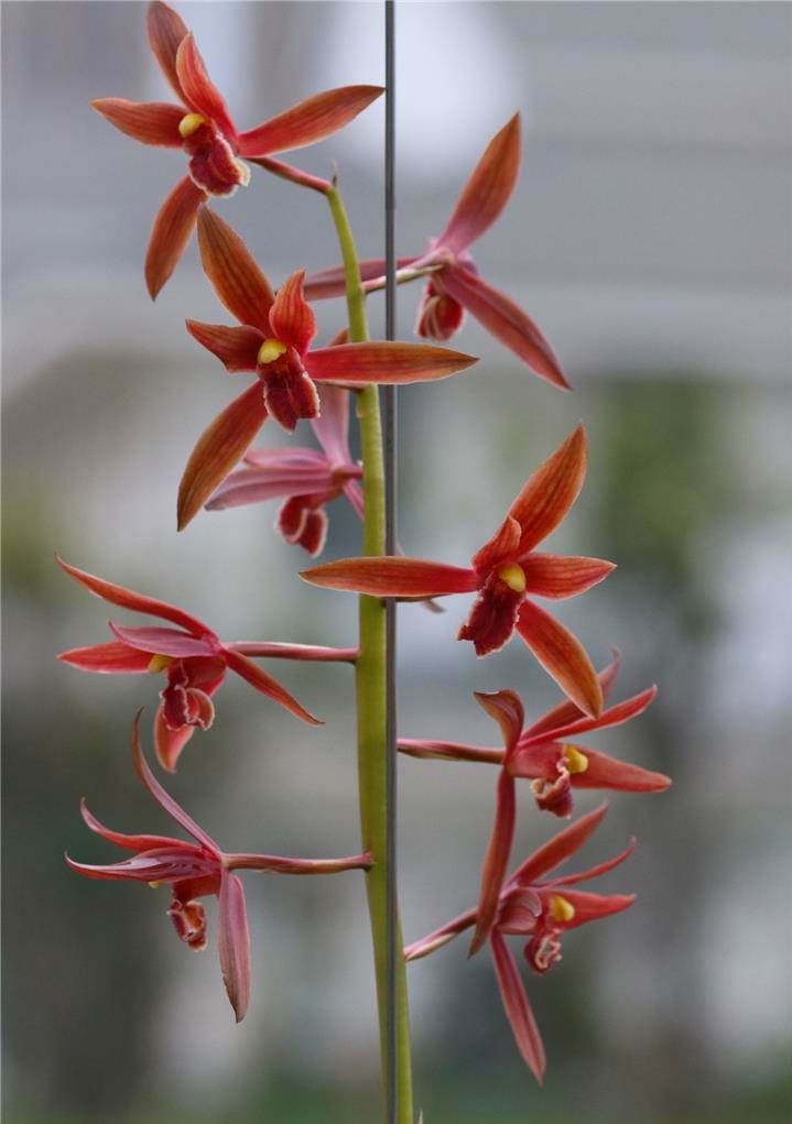 蕙兰安徽红素,安徽霍山蕙兰红素