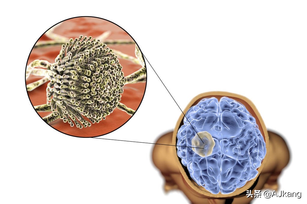 霉菌毒素：它们是什么？为什么对您有害？