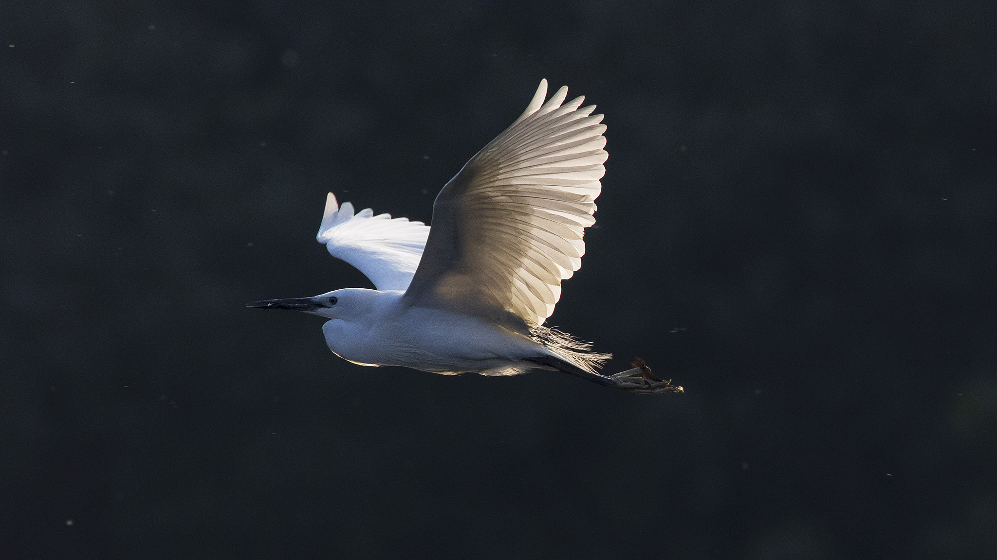 r5佳能24-70f2.8套机,佳能r5无反之战评测