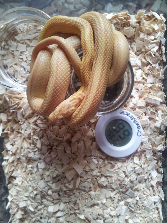 可以盘着玩的蛇,能盘的野生动物