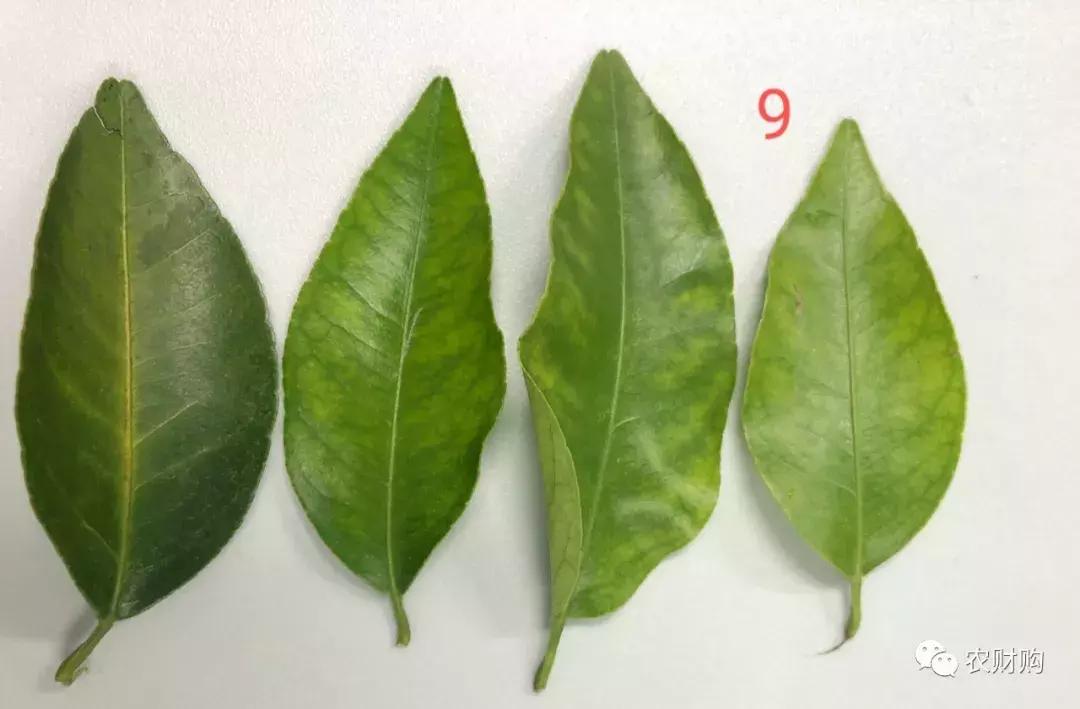 黄龙病检验阳性什么意思,黄龙病检测