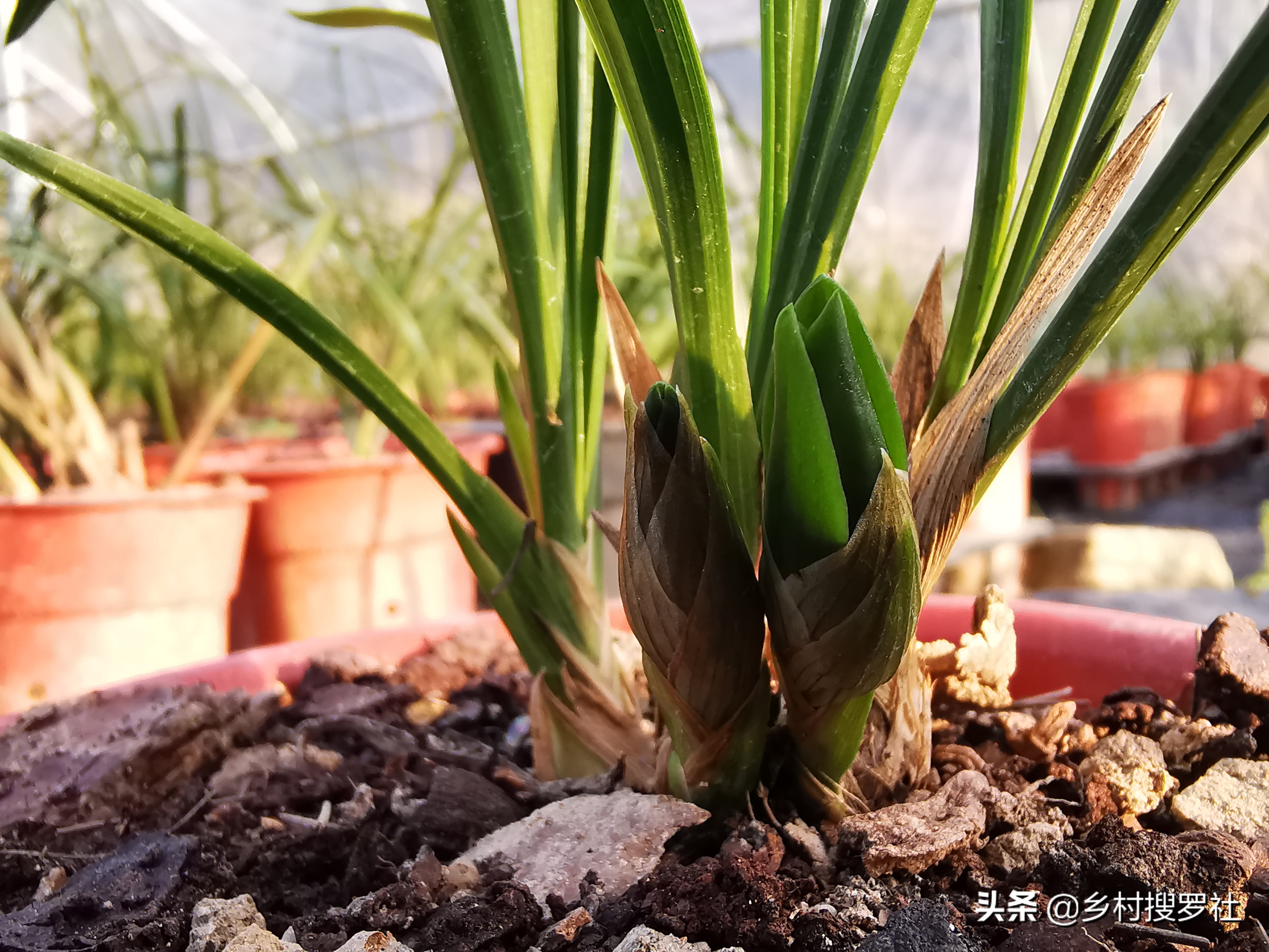 养兰花浇水避开这3点根壮花香,兰花耐旱能力强少浇水就能养得好