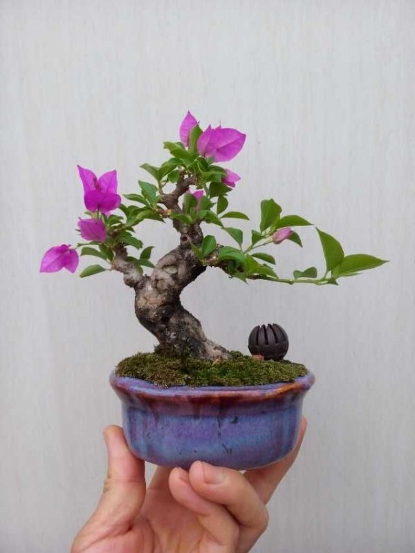 盆景掉价,为什么这几年的盆景不好卖了