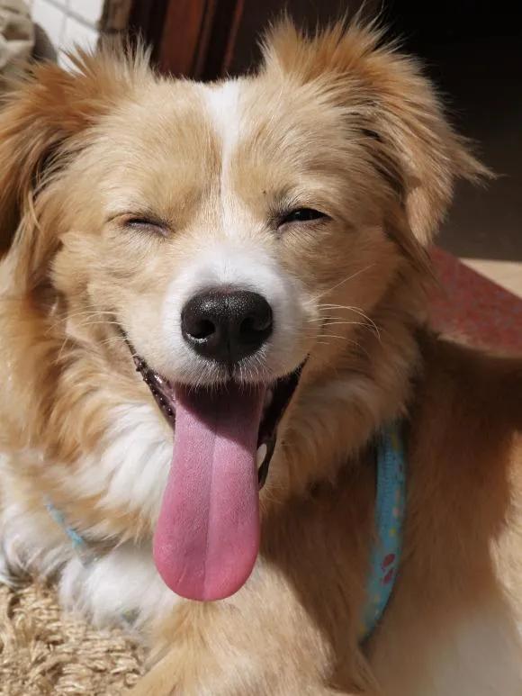 三个人逗一只狗,一只狗开心的日常