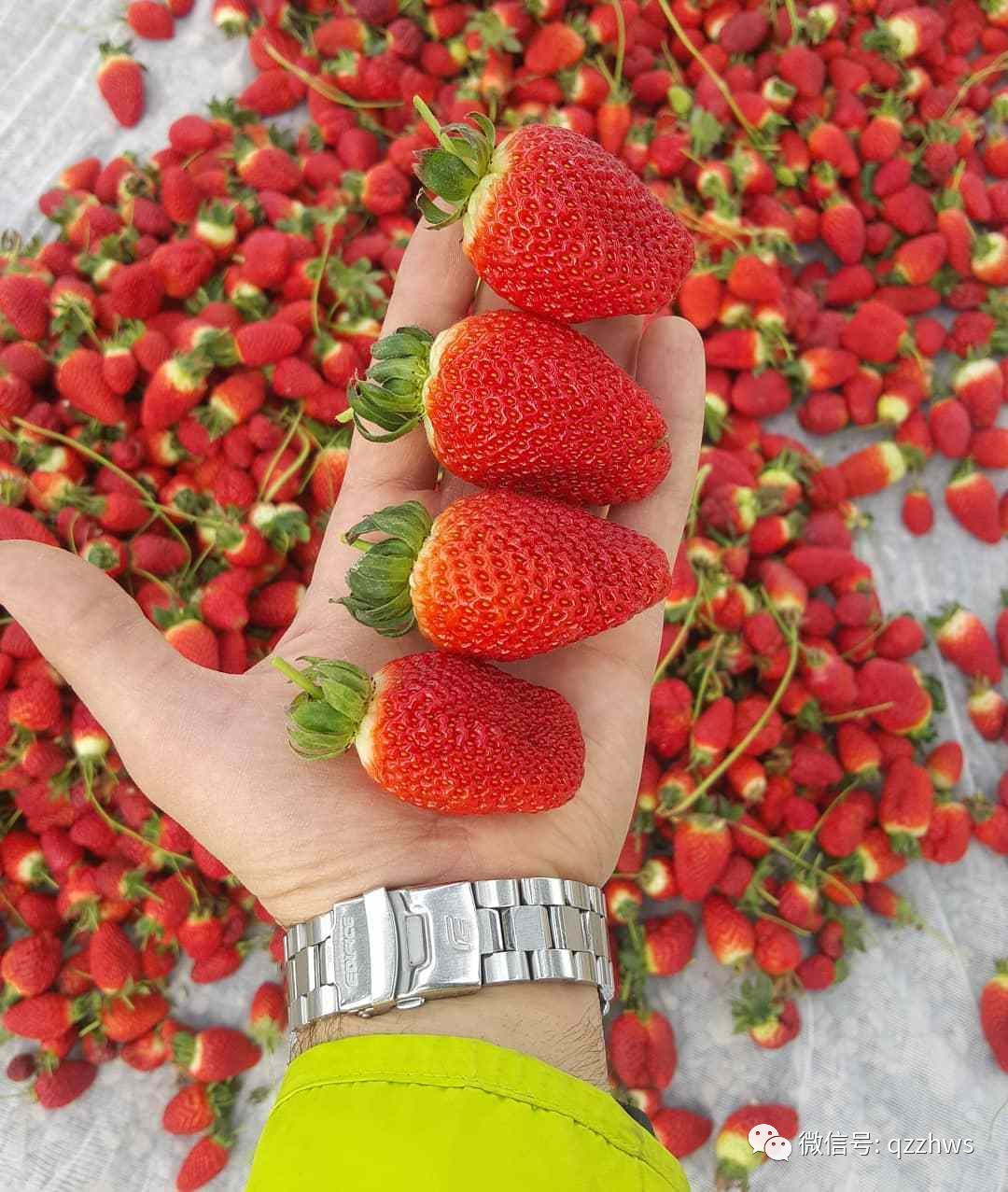 新型草莓立体温室大棚大全,温室大棚立体种植草莓