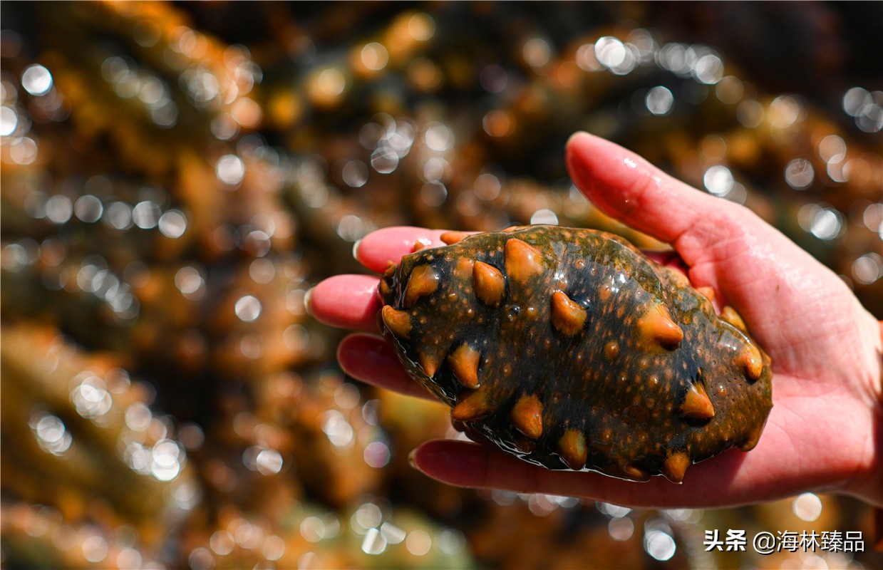 探秘海参的捕捞过程,野生海参采捕视频大全