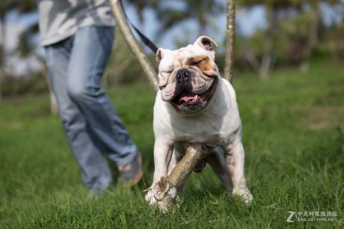 当你被狗狗攻击时该怎么办,被法国斗牛犬咬了