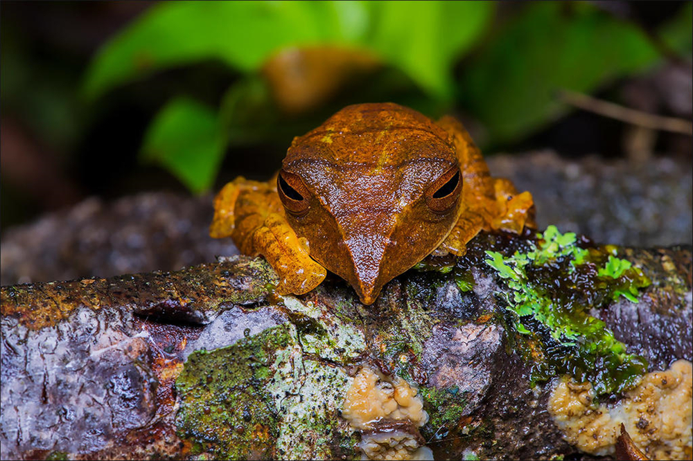 西藏发现最大的青蛙,墨脱发现青蛙视频