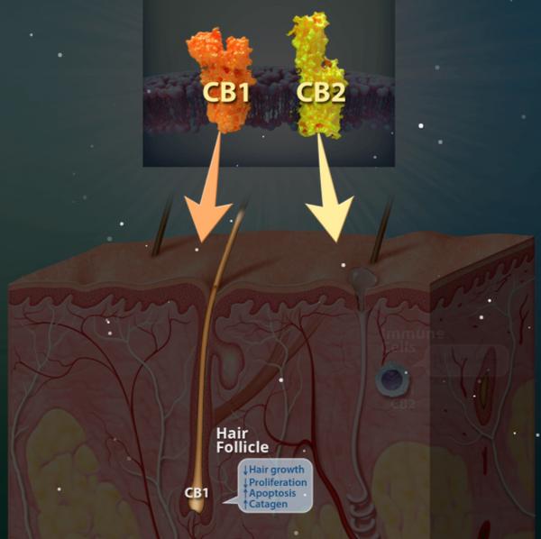 赶上国内圣秋波CBD的热潮，我们先美一步