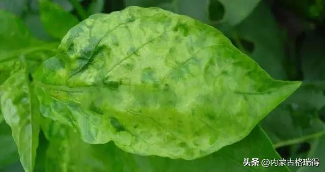 马铃薯豆角病害图谱,马铃薯病害图谱大全