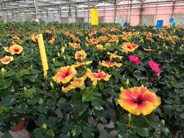 连栋温室玻璃大棚一亩地多少钱,3000平连栋温室大棚价格