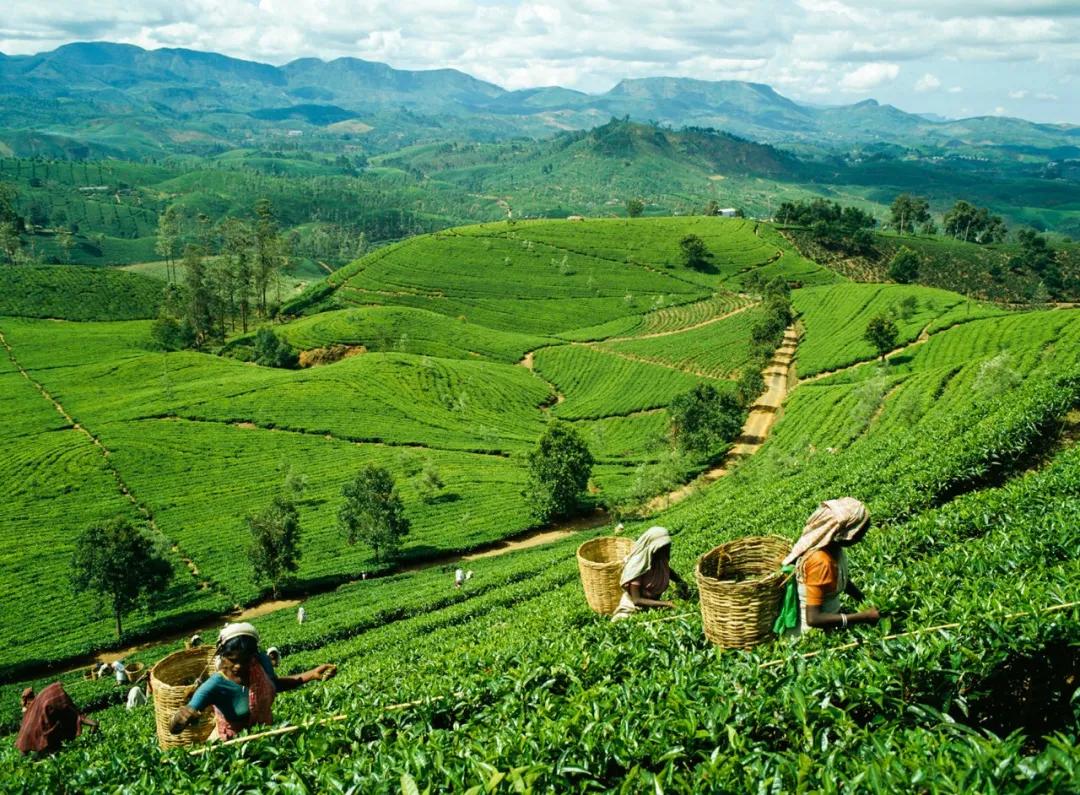 最神奇的树叶茶,中国神奇的叶子茶是什么茶