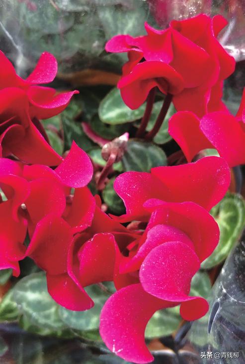 仙客来叶子扦插繁殖方法视频,仙客来怎么繁殖开完花怎么养